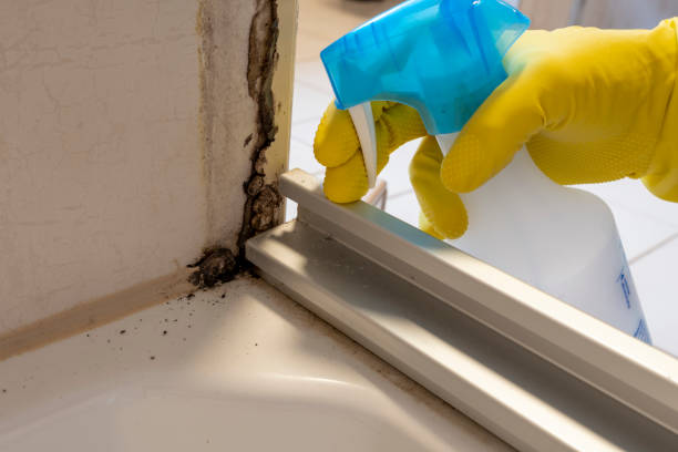 Best Fast Mold Removal  in Kenmore, WA