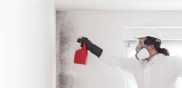 Best Mold Remediation  in Kenmore, WA