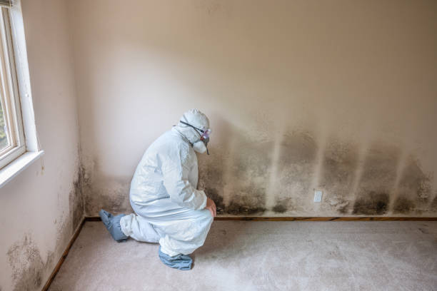 Best Mold Removal Process  in Kenmore, WA