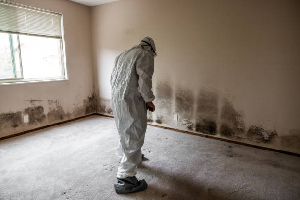 Mold Testing and Removal in Kenmore, WA