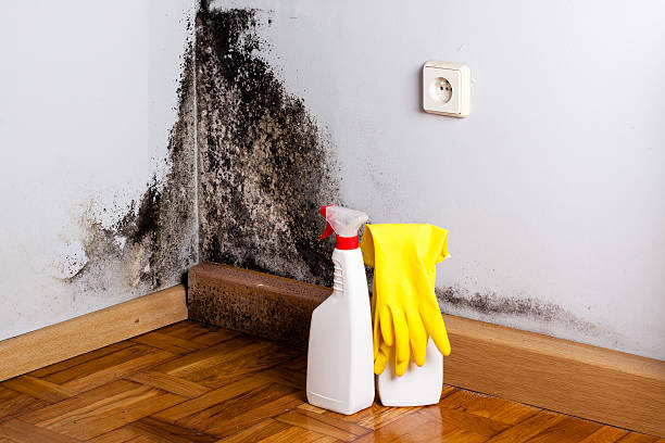 Best Commercial Mold Removal  in Kenmore, WA
