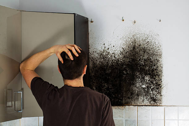 Best Toxic Mold Removal  in Kenmore, WA